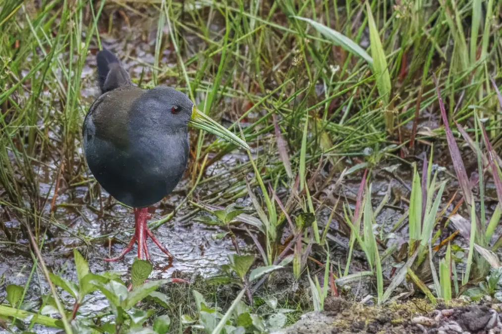 File:Blackish rail (Pardirallus nigricans nigricans) Sumaco.jpg