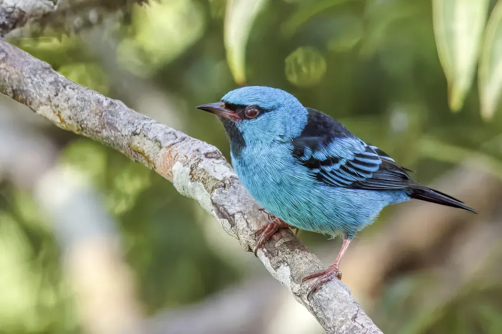 File:Blue dacnis (Dacnis cayana glaucogularis) male Rio Napo.jpg