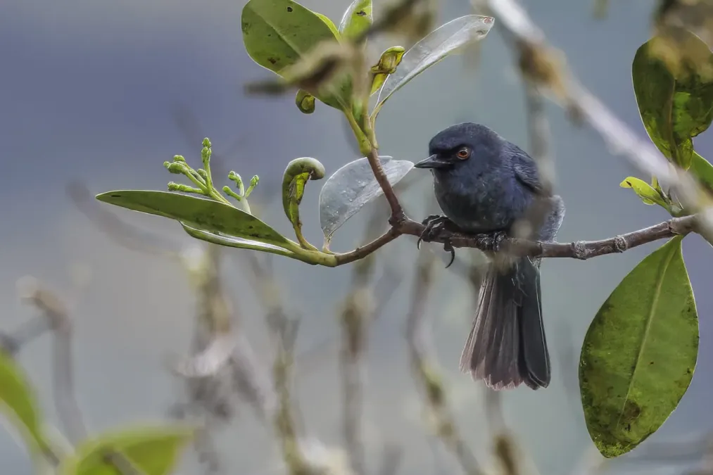File:Bluish flowerpiercer (Diglossa caerulescens media) San Isidro.jpg