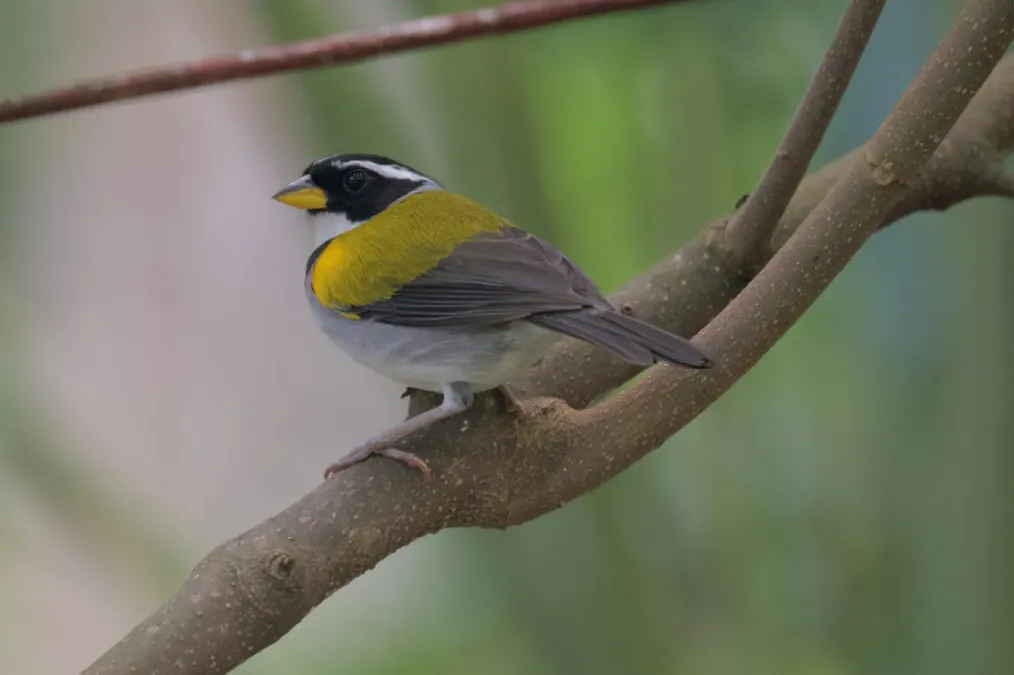 File:Arremon taciturnus axillaris 345458669.jpg