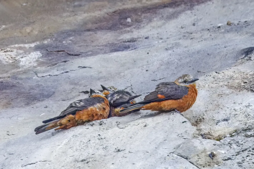 File:Cliff flycatchers (Hirundinea ferruginea sclateri) Loreto Road.jpg