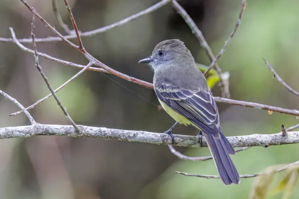 File:Dusky-capped flycatcher (Myiarchus tuberculifer atriceps) San Isidro 2.jpg