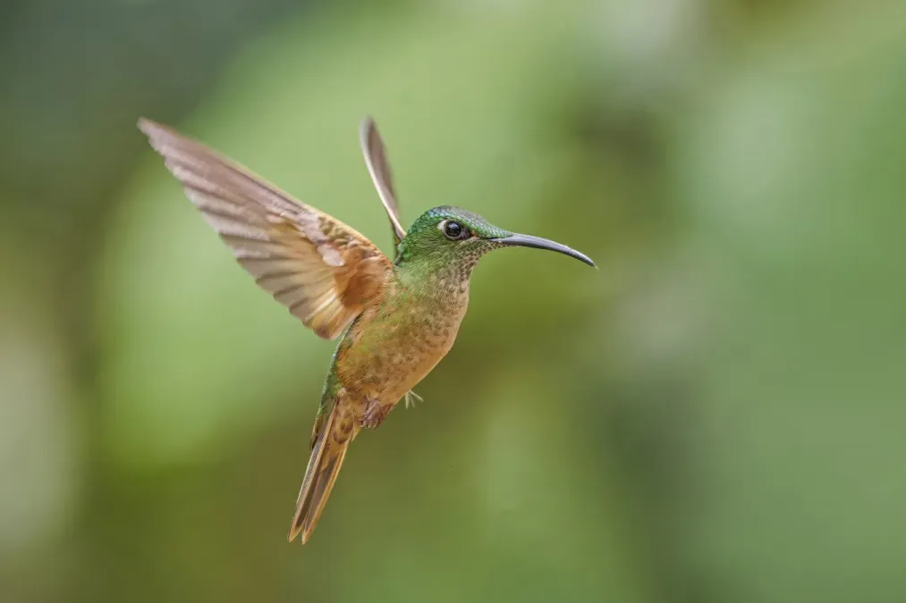 File:Fawn-breasted brilliant (Heliodoxa rubinoides aequatorialis) in flight Paz de las Aves 2.jpg