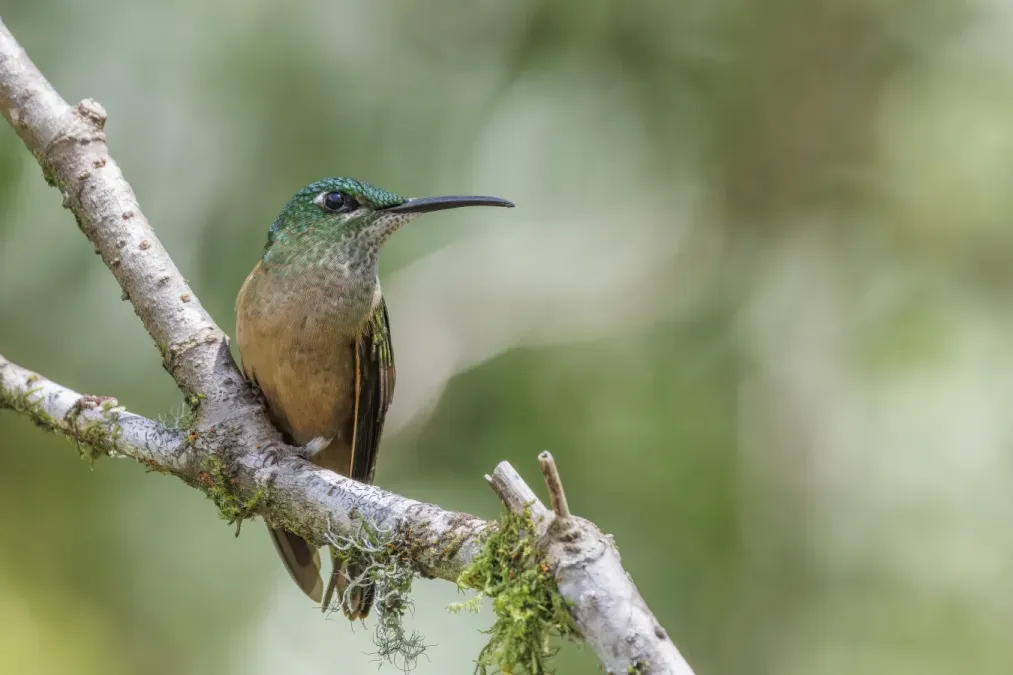 File:Fawn-breasted brilliant (Heliodoxa rubinoides aequatorialis) Paz de las Aves 3.jpg