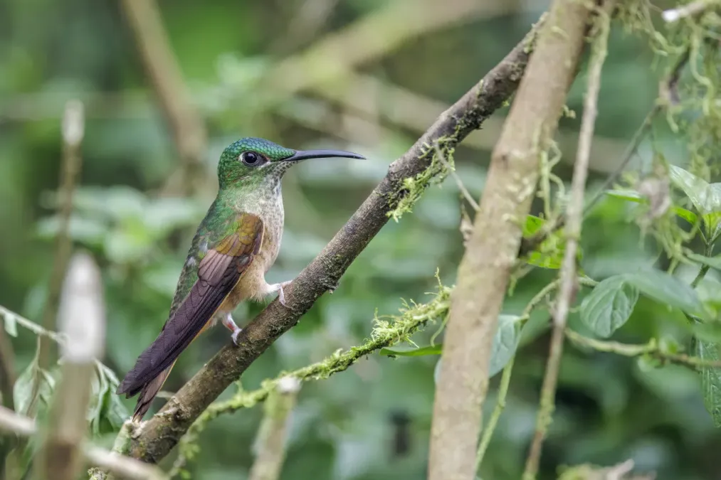 File:Fawn-breasted brilliant (Heliodoxa rubinoides aequatorialis) Paz de las Aves 2.jpg