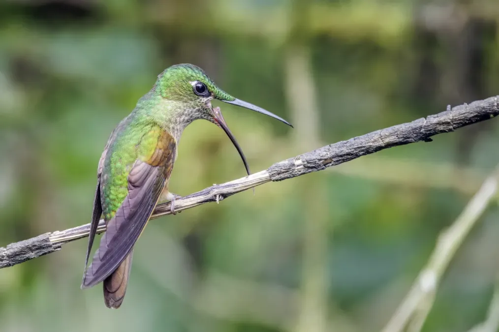 File:Fawn-breasted brilliant (Heliodoxa rubinoides aequatorialis) Paz de las Aves.jpg