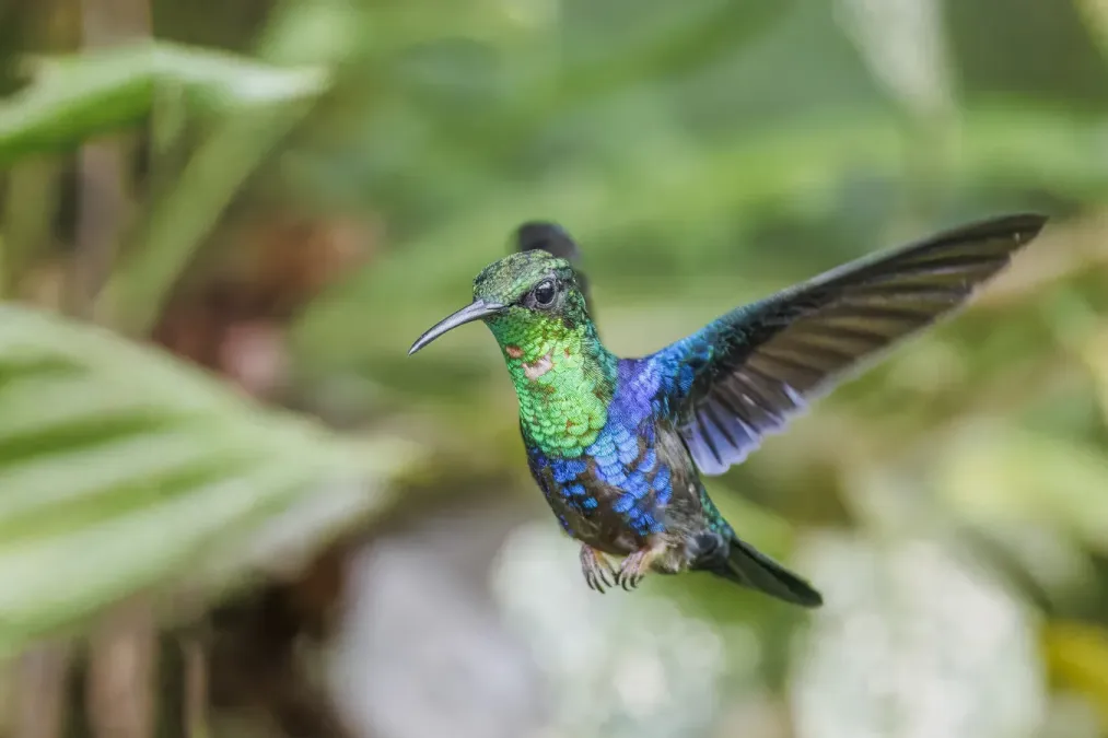 File:Fork-tailed woodnymph (Thalurania furcata viridipectus) male in flight Sumaco.jpg