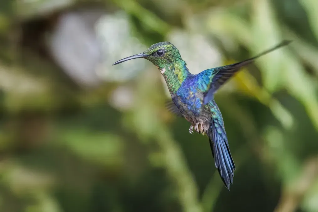 File:Fork-tailed woodnymph (Thalurania furcata viridipectus) male in flight Sumaco 2.jpg