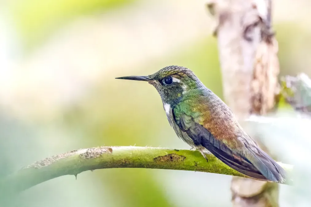 File:Geoffroy's daggerbill (Schistes geoffroyi geoffroyi) male San Isidro.jpg