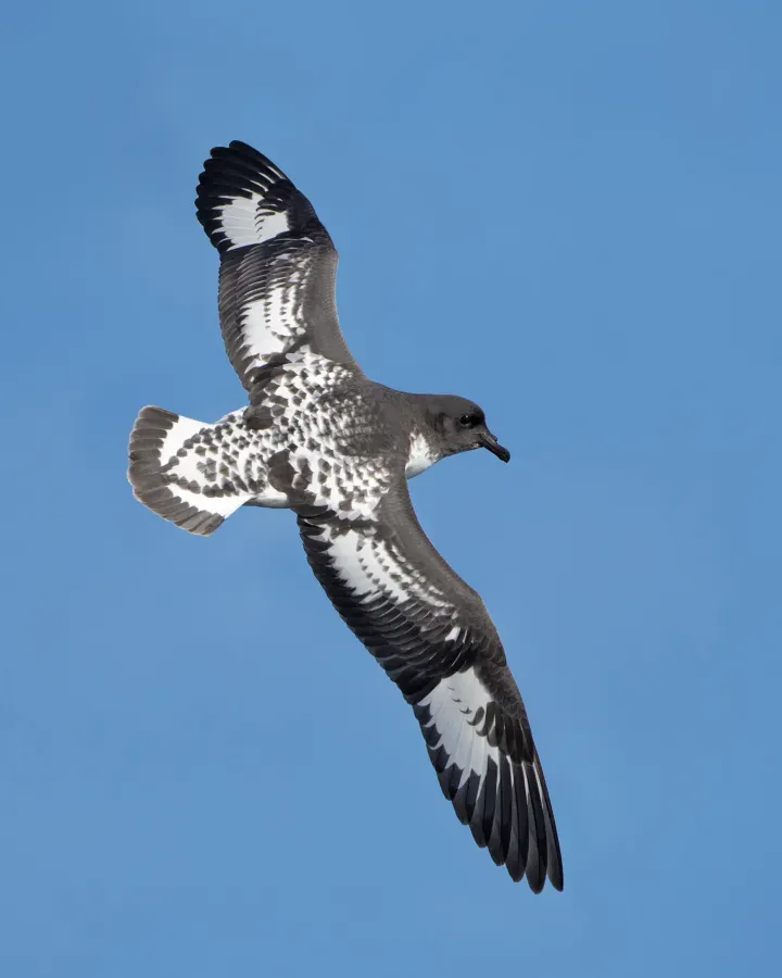 File:Daption capense in flight - SE Tasmania.jpg