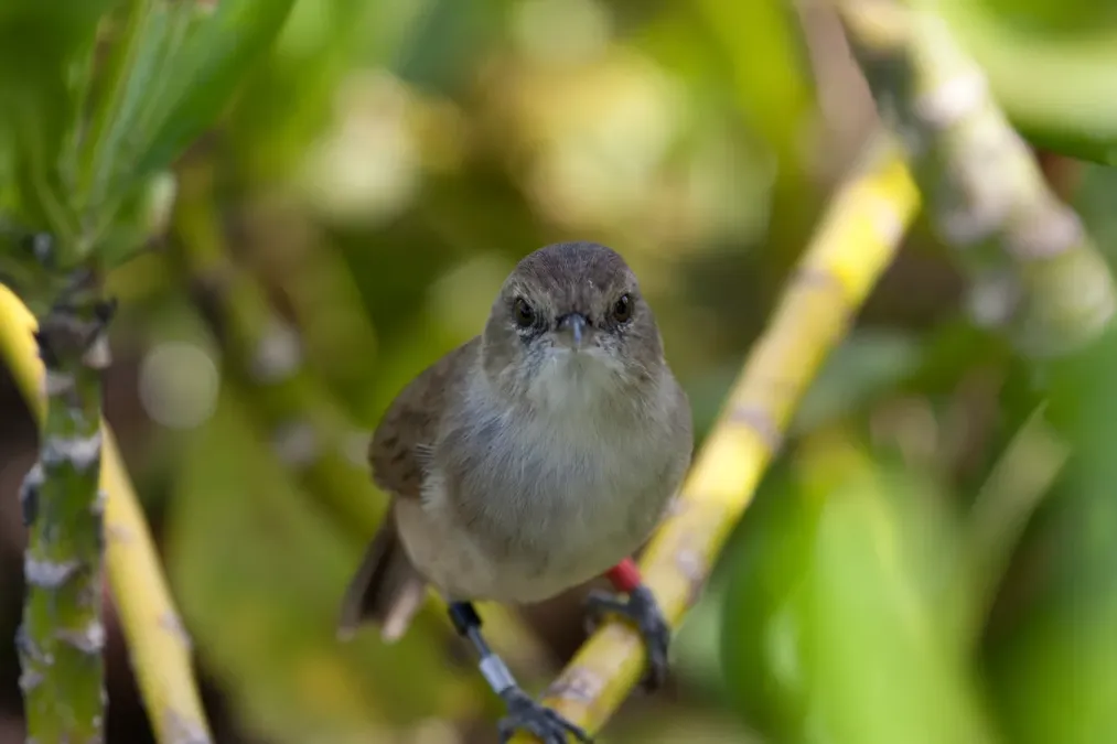 File:Acrocephalus familiaris -Laysan, Northwestern Hawaiian Islands, USA-8 (2).jpg