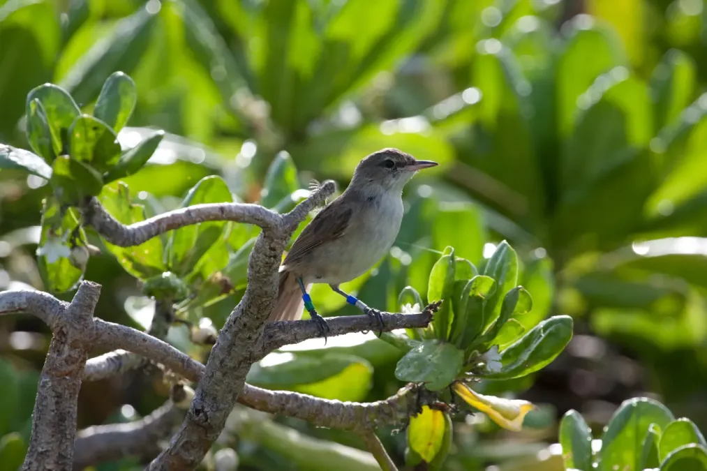File:Acrocephalus familiaris -Laysan, Northwestern Hawaiian Islands, USA-8 (3).jpg