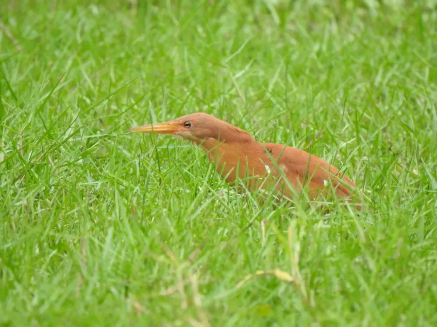 File:Cinnamon Bittern Botaurus cinnamomeus best DSCN7105 (8).jpg