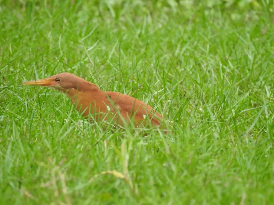 File:Cinnamon Bittern Botaurus cinnamomeus best DSCN7105 (9).jpg