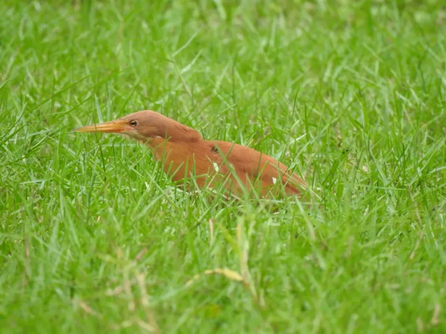 File:Cinnamon Bittern Botaurus cinnamomeus best DSCN7105 (12).jpg