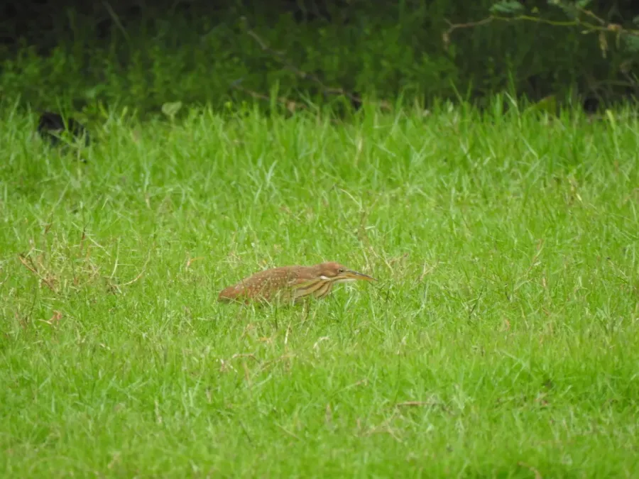 File:Cinnamon bittern Botaurus cinnamomeus immature best DSCN7150 (6).jpg