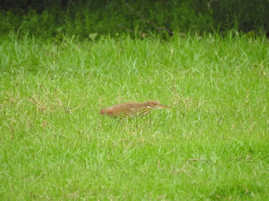 File:Cinnamon bittern Botaurus cinnamomeus immature best DSCN7150 (8).jpg