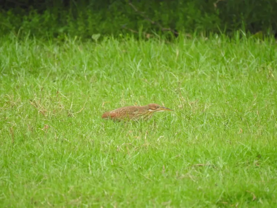 File:Cinnamon bittern Botaurus cinnamomeus immature best DSCN7150 (7).jpg