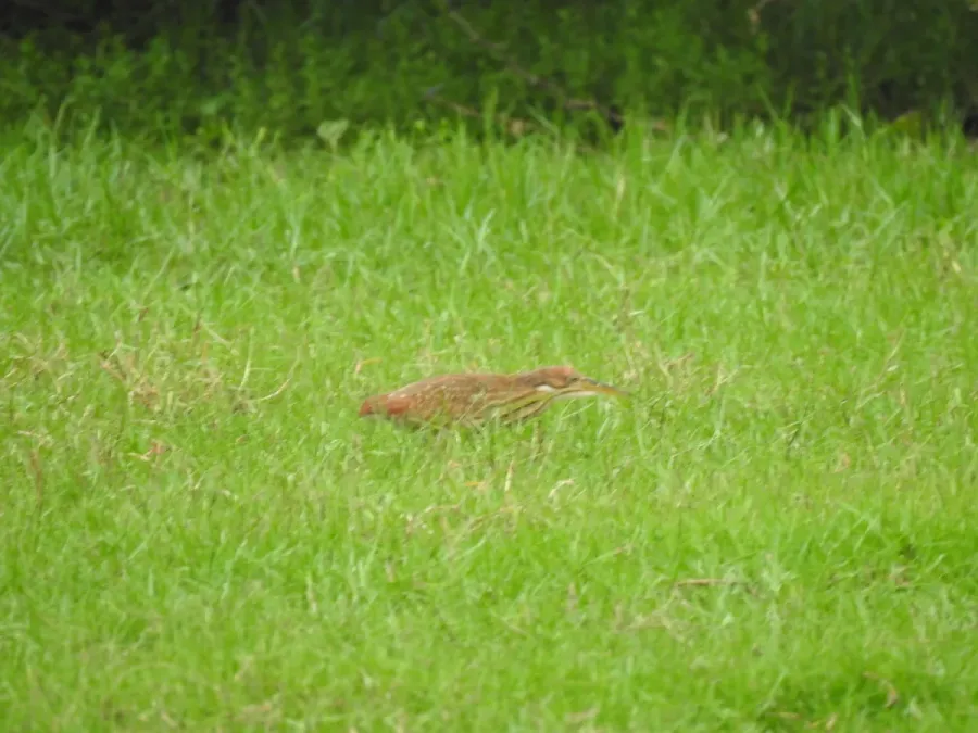 File:Cinnamon bittern Botaurus cinnamomeus immature best DSCN7150 (9).jpg