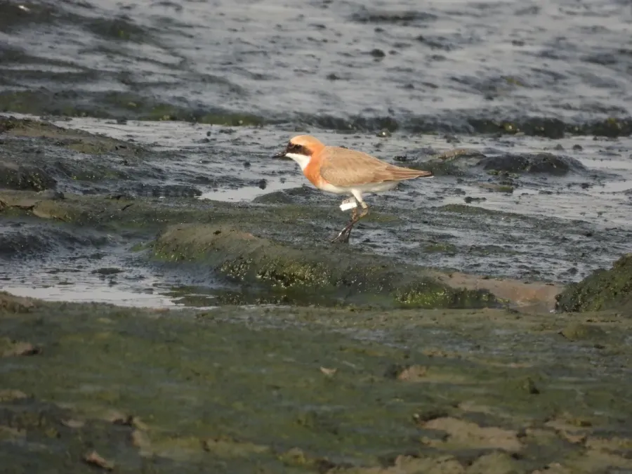 File:Tibetan Sand Plover Anarhynchus atrifrons DSCN4277 04.jpg