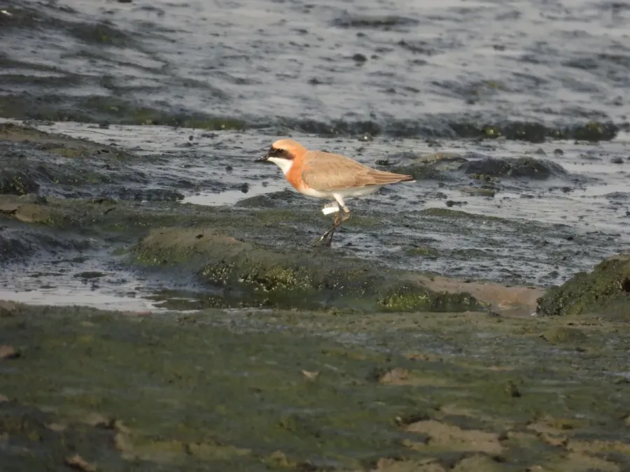 File:Tibetan Sand Plover Anarhynchus atrifrons DSCN4277 05.jpg