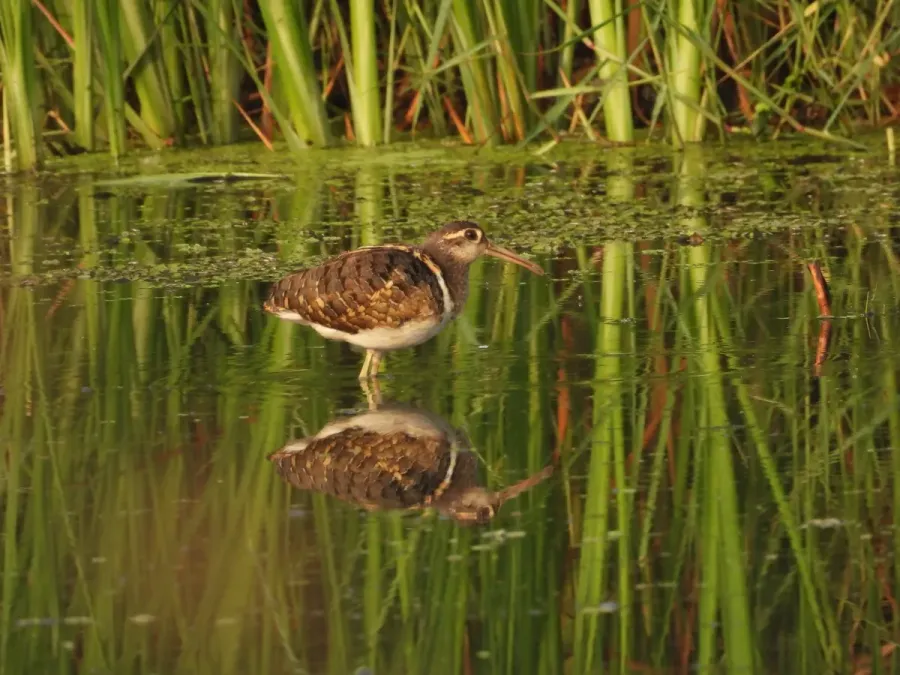 File:Greater Painted Snipe Rostratula benghalensis male DSCN5302 (15).jpg