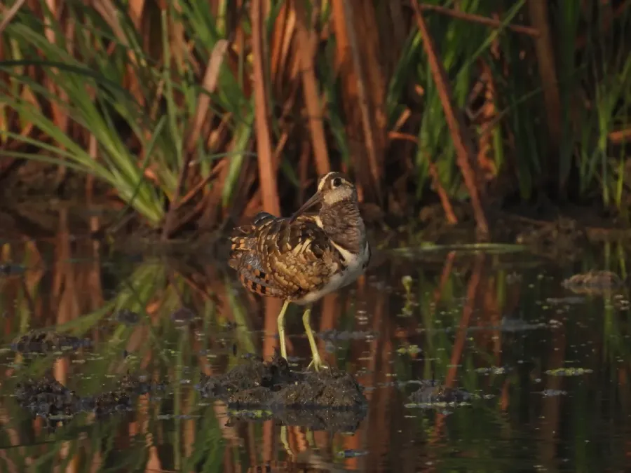 File:Greater Painted Snipe Rostratula benghalensis male DSCN5302 (17).jpg