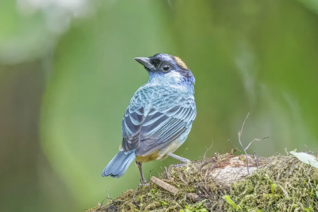 File:Golden-naped tanager (Chalcothraupis ruficervix leucotis) Paz de las Aves 2.jpg