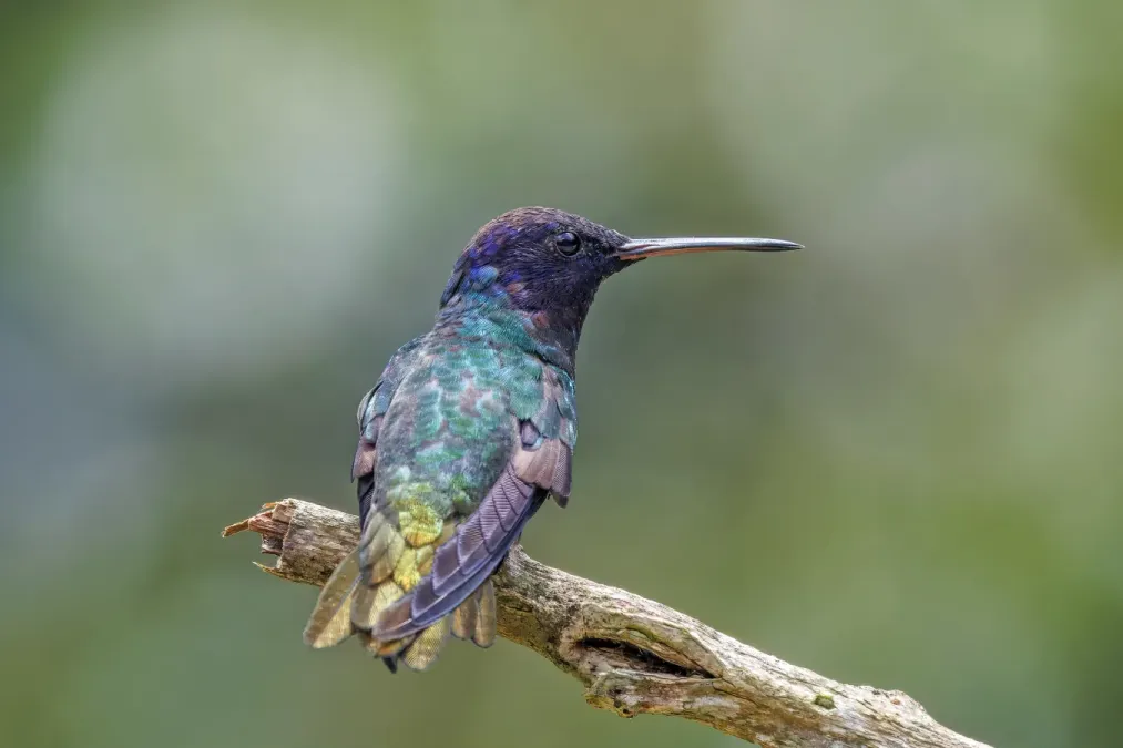File:Golden-tailed sapphire (Chrysuronia oenone oenone) male Sumaco.jpg