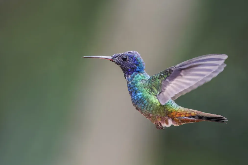 File:Golden-tailed sapphire (Chrysuronia oenone oenone) male in flight Sumaco.jpg