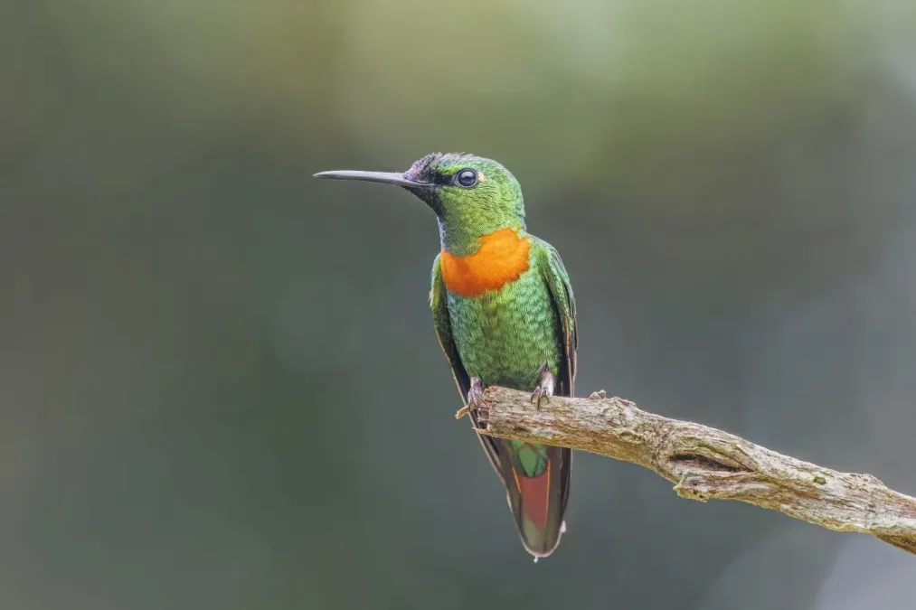 File:Gould's jewelfront (Heliodoxa aurescens) male Sumaco.jpg