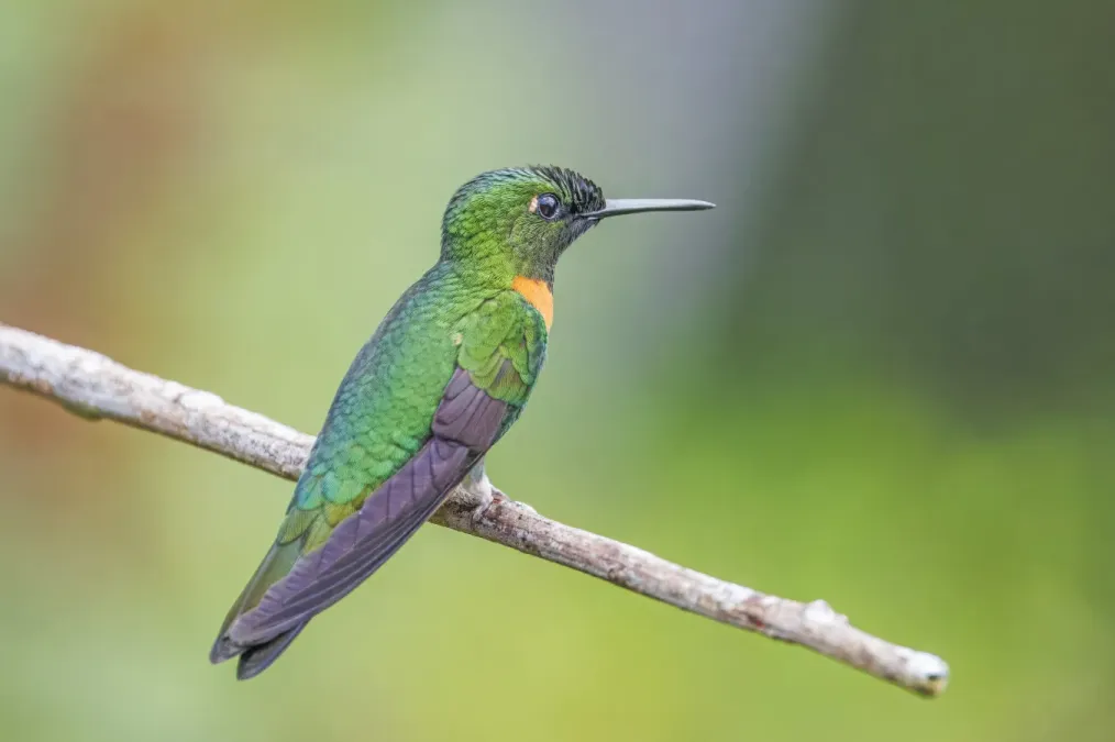 File:Gould's jewelfront (Heliodoxa aurescens) male Sumaco 2.jpg