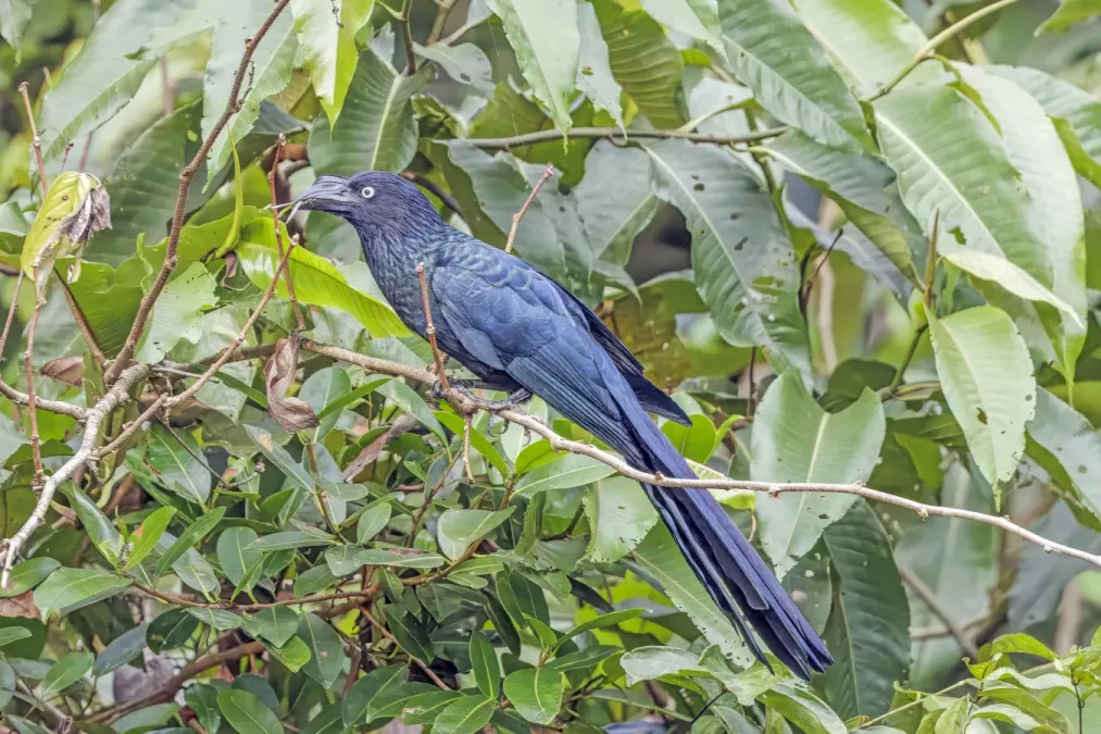 File:Greater ani (Crotophaga major) Rio Napo.jpg