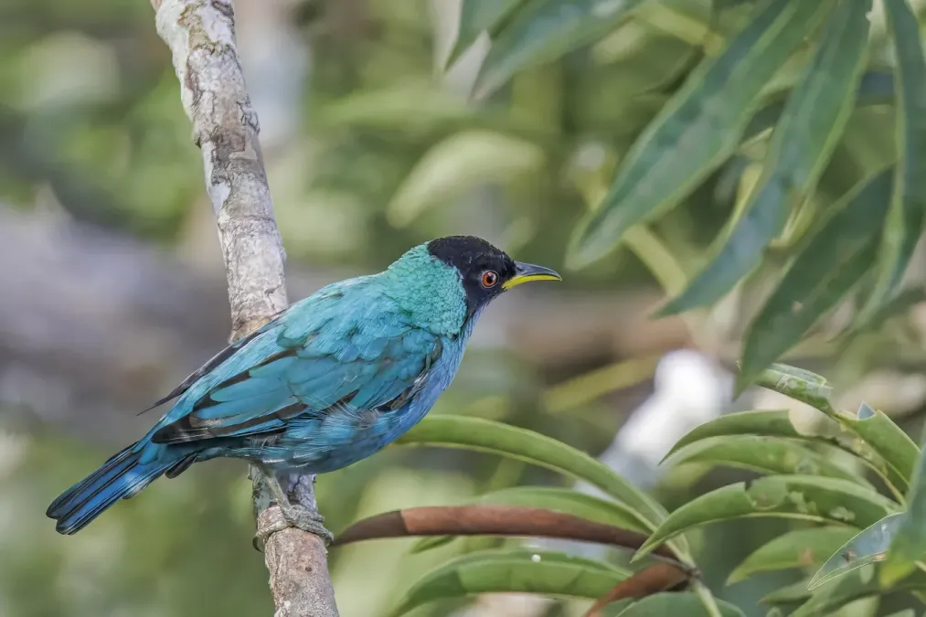 File:Green honeycreeper (Chlorophanes spiza caerulescens) male Rio Napo.jpg