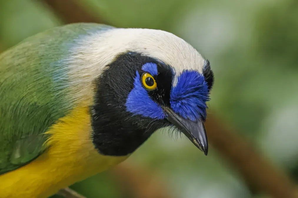File:Inca jay (Cyanocorax yncas yncas) head San Isidro.jpg
