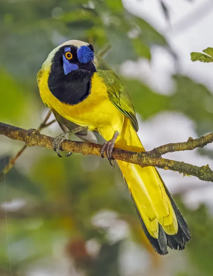 File:Inca jay (Cyanocorax yncas yncas) San Isidro.jpg