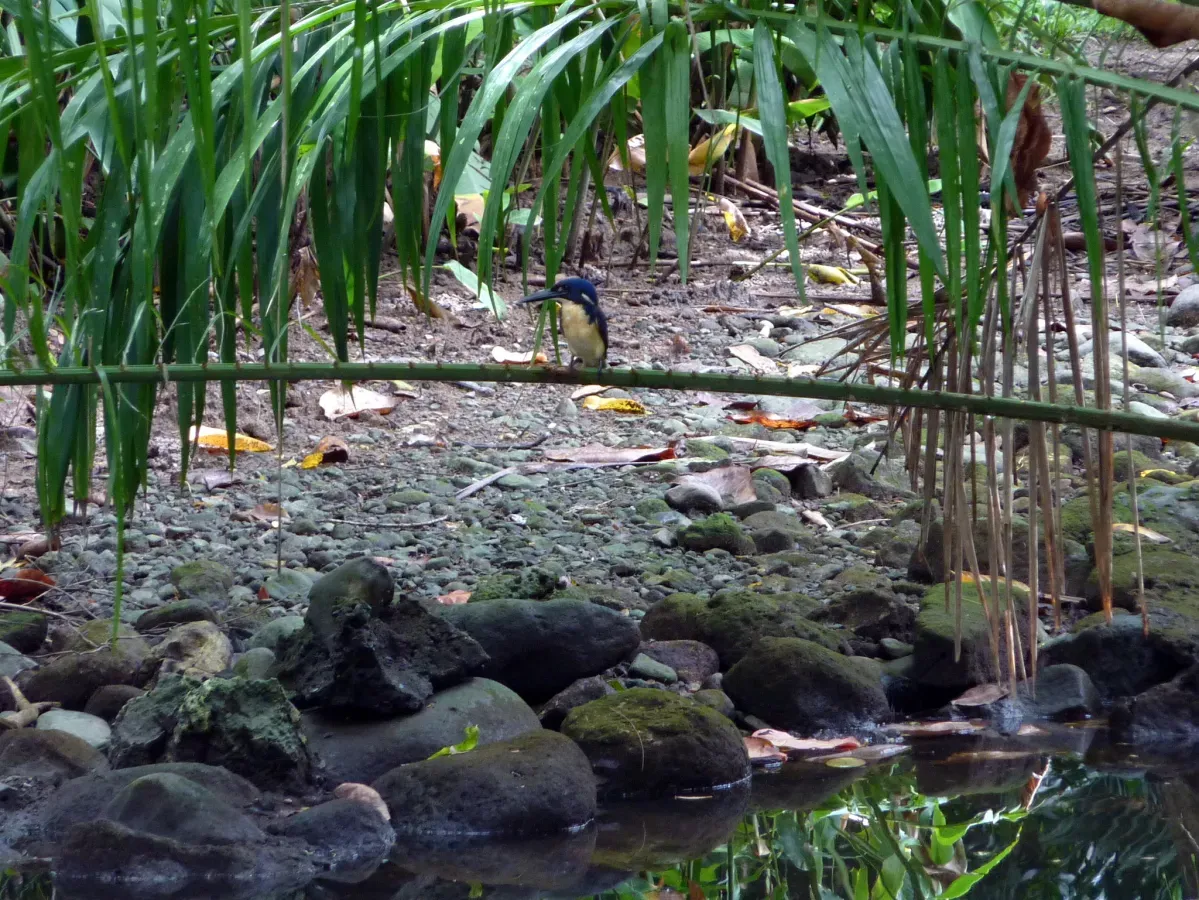 File:Ceyx websteri - Kai Squires - 59965727.jpeg