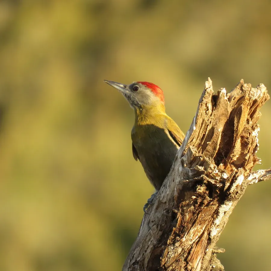 File:Dendropicos griseocephalus griseocephalus, Addo, Eastern Cape, South Africa 3.jpg