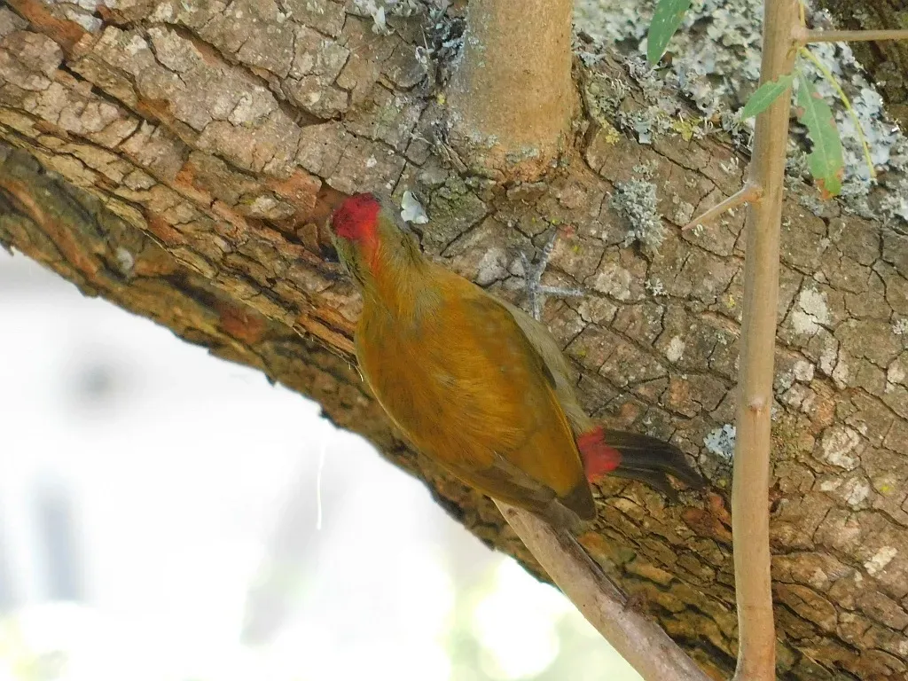 File:Dendropicos griseocephalus griseocephalus, Greyton, Western Cape, South Africa 2.jpg