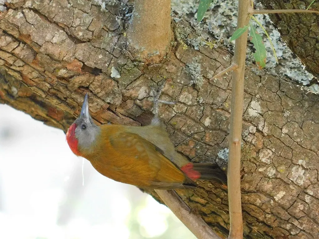 File:Dendropicos griseocephalus griseocephalus, Greyton, Western Cape, South Africa 3.jpg