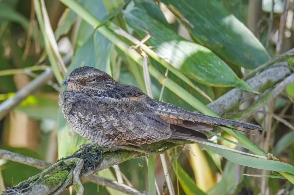 File:Ladder-tailed nightjar (Hydropsalis climacocerca climacocerca) Rio Napo.jpg
