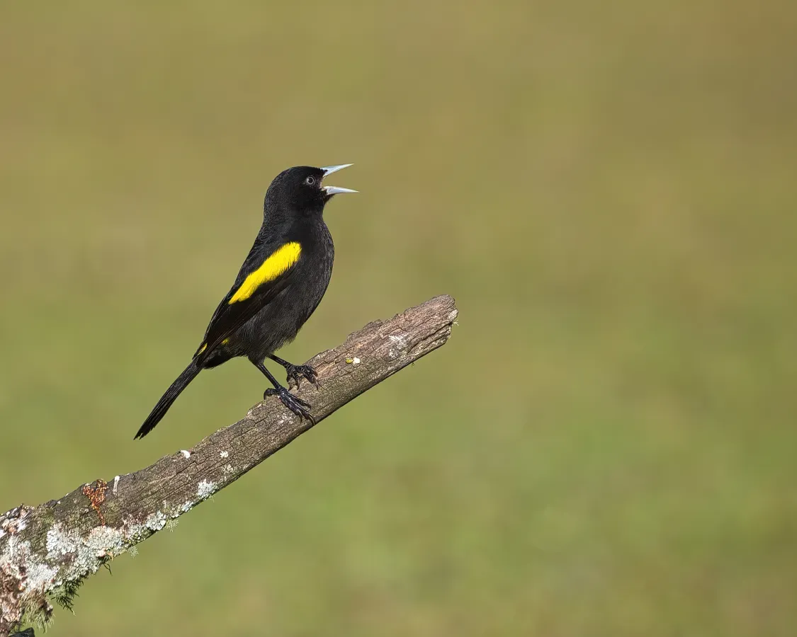 File:Cacicus chrysopterus por Luiz Alves (02).jpg