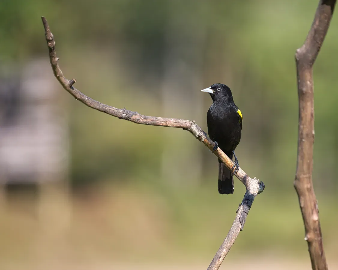 File:Cacicus chrysopterus por Luiz Alves (03).jpg