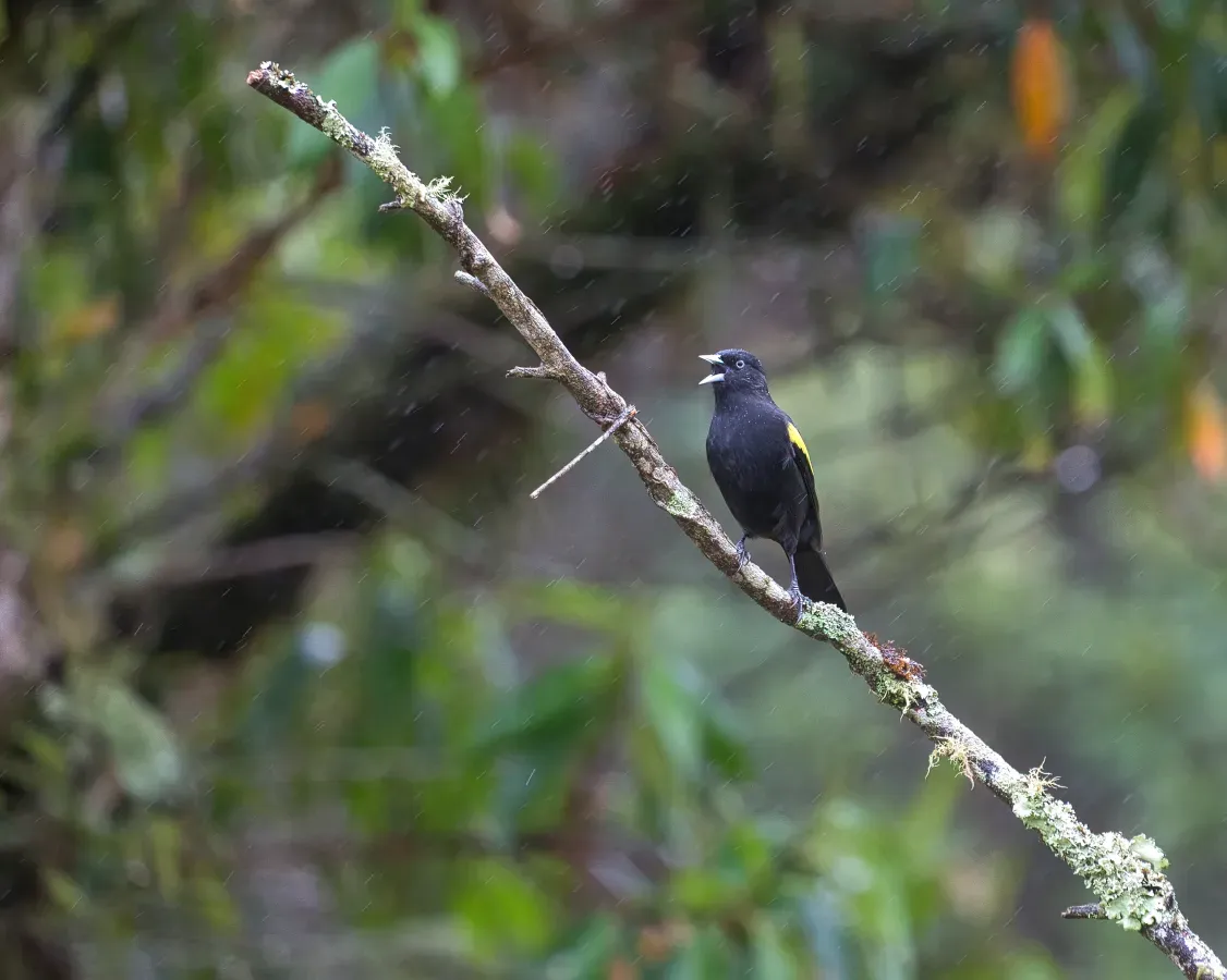 File:Cacicus chrysopterus por Luiz Alves (04).jpg
