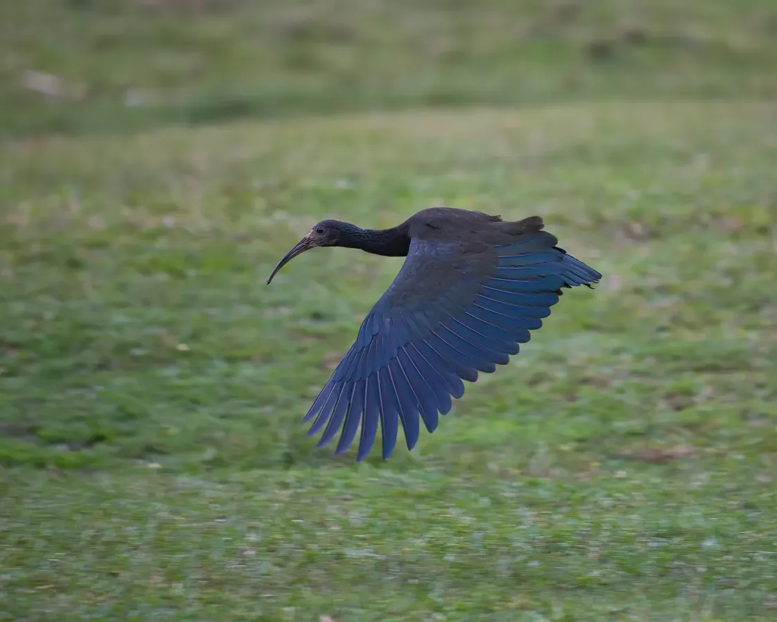 File:Mesembrinibis cayennensis por Luiz Alves (01).jpg
