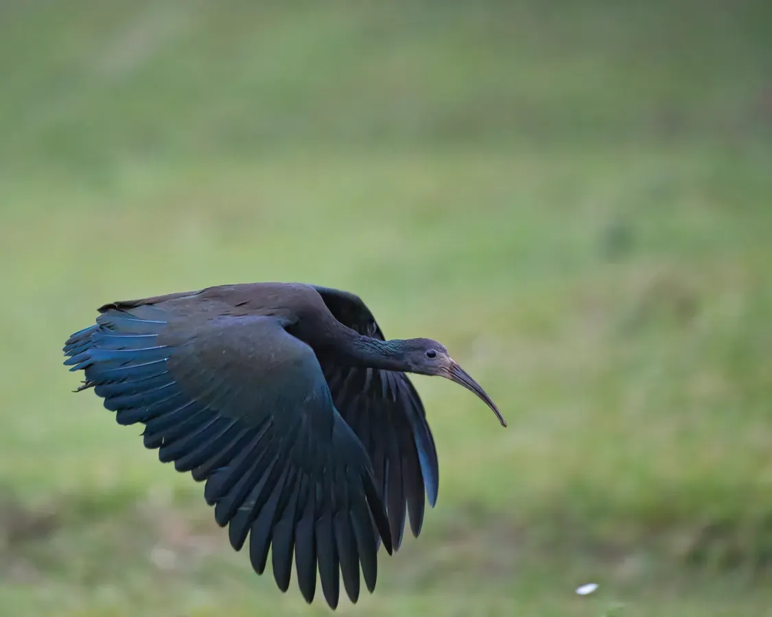 File:Mesembrinibis cayennensis por Luiz Alves (02).jpg