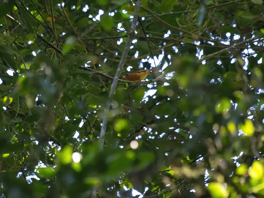 File:Piprites pileata por Luiz Alves (01).jpg