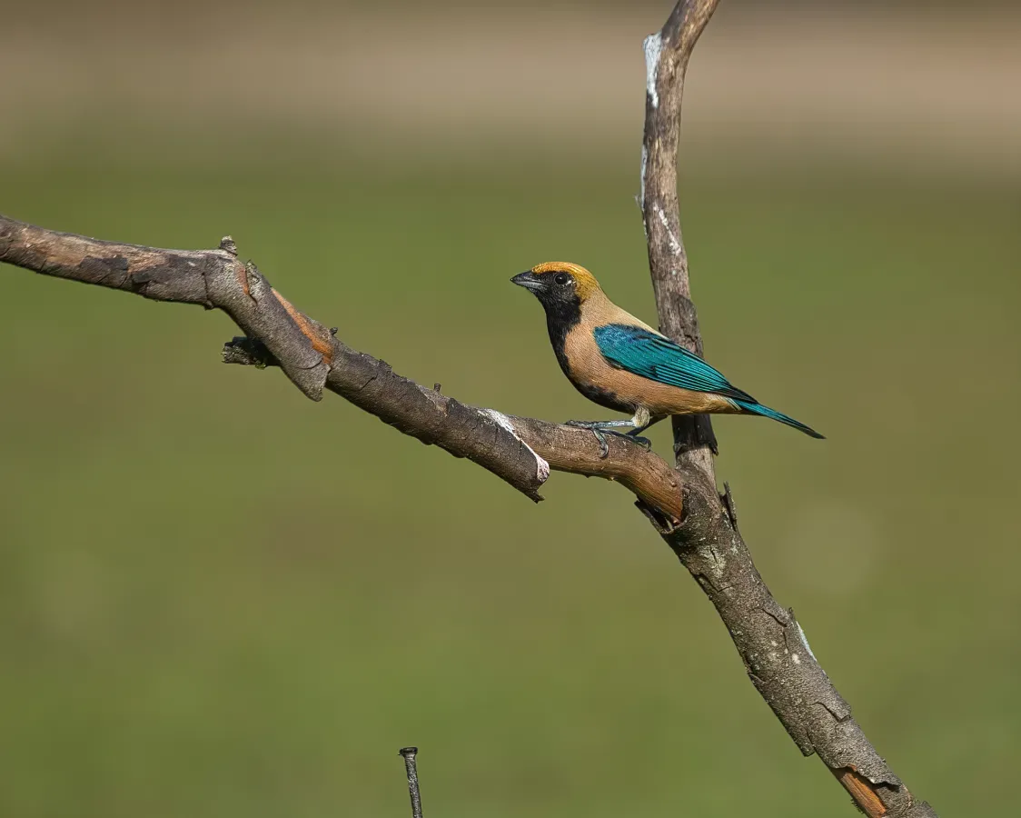 File:Stilpnia cayana por Luiz Alves (02).jpg