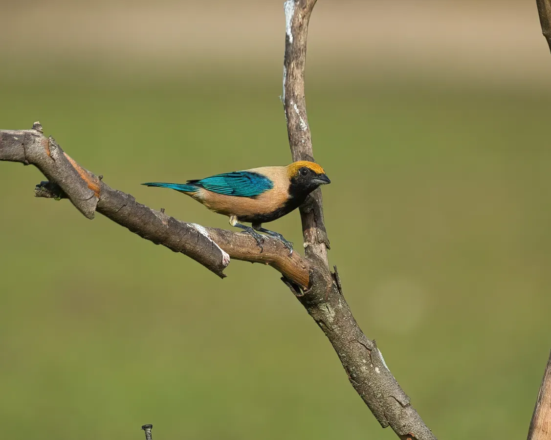 File:Stilpnia cayana por Luiz Alves (03).jpg