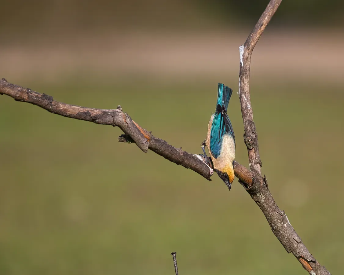 File:Stilpnia cayana por Luiz Alves (04).jpg